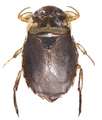 Ilyocoris cimicoides       11 - 15 mm