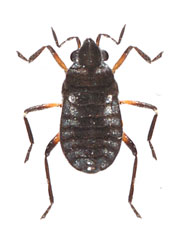 Microvelia reticulata         1.4 - 1.6 mm