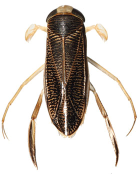 Sigara falleni      7 - 8 mm