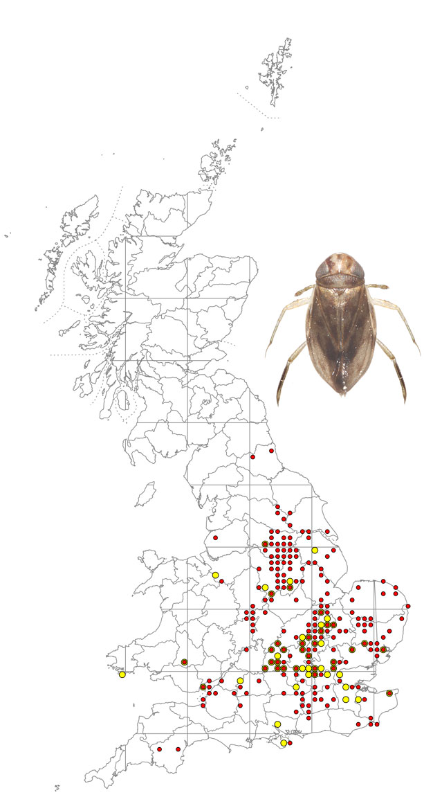 Micronecta-scholtzi-plus-map