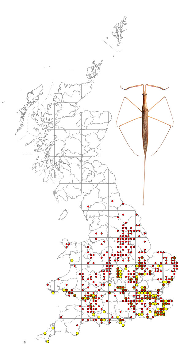 ranatra-linearis-map