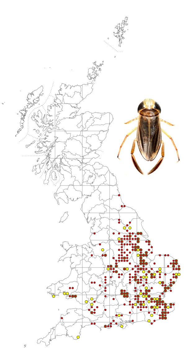 Cymatia-coleoptrata-+-map