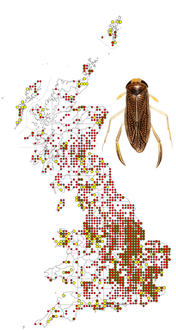 Sigara-dorsalis-+-map
