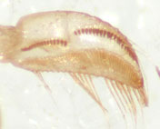 Sigara-dorsalis-pala