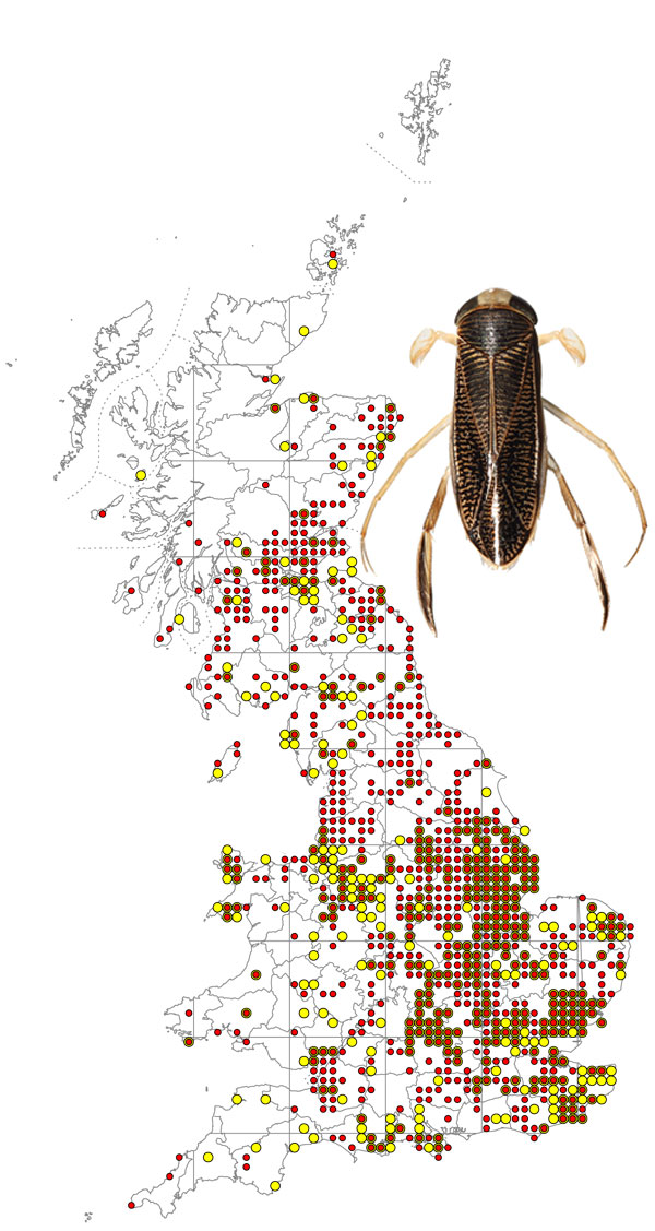 Sigara-falleni-+-map