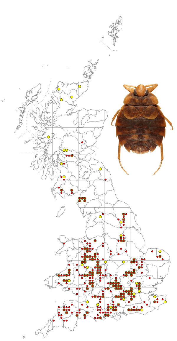 Aphelocheirus-aestivalis-+-map