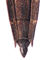 Aquarius-najas-abdomen