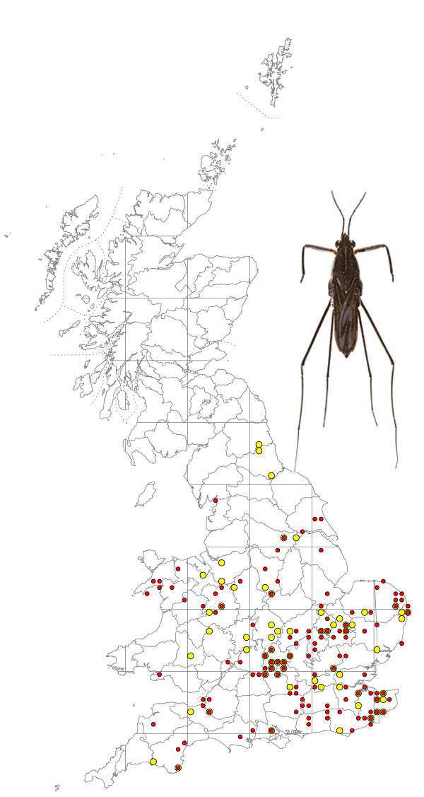 Gerris-argentatus-+-map