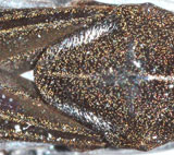 Gerris-argentatus-pronotum