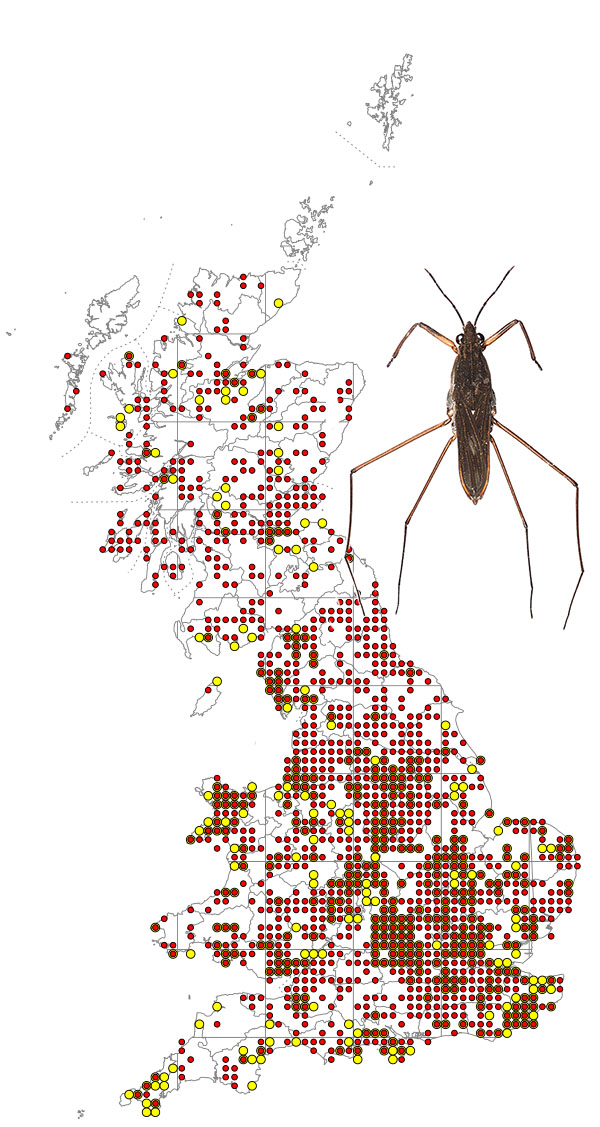 gerris-lacustris-map
