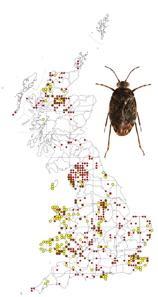 Saldula-saltatoria-+-map