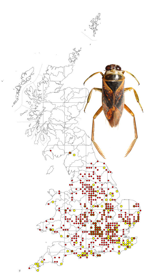 Nototecta-maculata-+-map