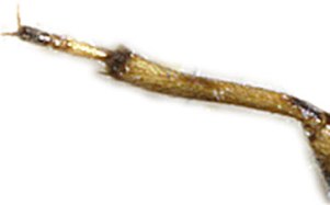 saldula-opacula-fore-tibia