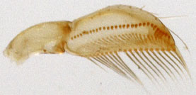 sigara-nigrolineata-pala