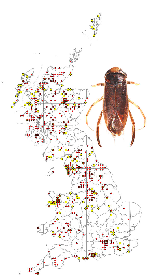 hesperocorixa-castanea-1