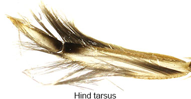 paracorixa-concinna-hind-tarsus